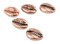 TheBeadChest Copper Cowrie Shells (Set of 5): Metal Beads for DIY Crafts & Jewelry-Making Inspired by African Sea Shells